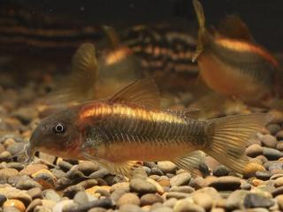 Pancierniček Red Laser - Corydoras / red laser