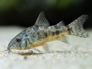 Pancierniček škvrnitý - Corydoras paleatus