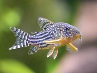 Pancierniček sterbai - Corydoras / sterbai