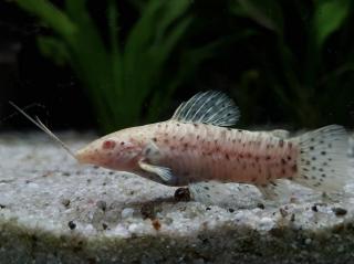 Pancierniček Trinidadský Albín - Megalechis thoracata albino