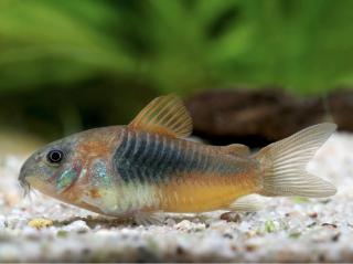 Pancierniček venezuelsky orange - Corydoras / venezuelanus orange