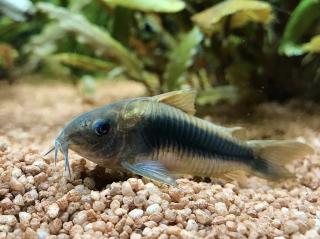 Pancierniček zelený - Corydoras aeneus