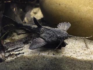 Pánvovec tmavý - Bunocephalus / coracoideus