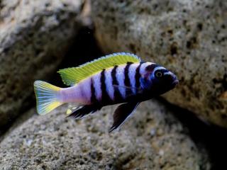 Papuľovec africký - Cynotilapia / afra jalo reef