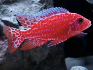 Papuľovec Aulonocara Fire fish - Aulonocara / sp. firefish