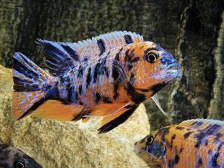 Papuľovec Calico - Aulonocara / sp. calico