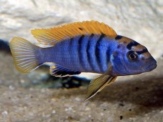 Papuľovec Hongi - Labidochromis / hongi