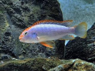 Papuľovec - Pseudotropheus / sp. red top ndumbi