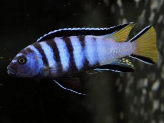 Papuľovec Šťíhly - Pseudotropheus / elongatus mpanga