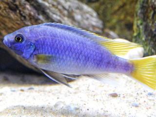 Papuľovec žltochvostý - Pseudotropheus / acei Luwala