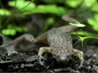 Pazúrnačka Boettgerova - Hymenochirus / boettgeri