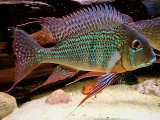 Perleťovka guianská - Geophagus / surinamensis