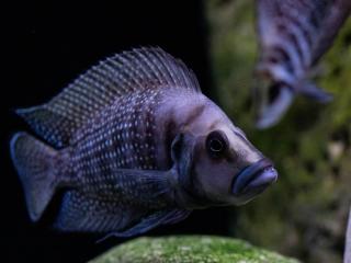 Pestrenec black fin - Altolamprologus / calvus zaire black fin