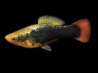 Plata Hawai - Xiphophorus / variatus Hawai