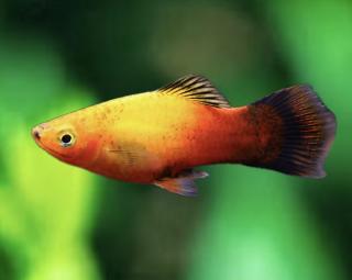 Plata Sunset - Xiphophorus maculatus / sun set