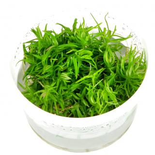 Pogostemon deccanensis Tropica - 1­2­GROW! ­ Laboratórne pestované rastliny