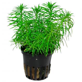 Pogostemon deccanensis Tropica - Košík