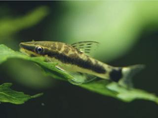 Prísavník jednopruhý - Otocinclus affinis