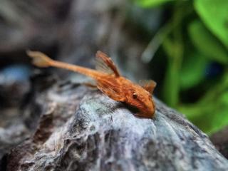 Prísavnik Kopinatý - Rineloricaria Lanceolata