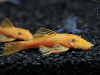 Prísavník Super Red - Ancistrus / sp. super red
