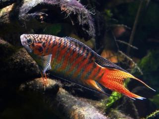 Rájovec dlhoplutvý - Macropodus / opercularis