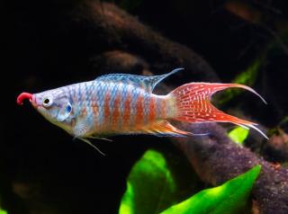 Rajovec dlhoplutvý /modrý – Macropodus / opercularis blue