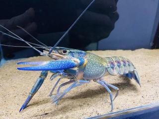 Rak modrý - Cherax quadricarinatus blue