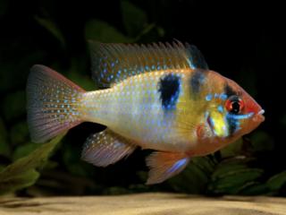 Ramirezka Asia - Papiliochromis ramirezi / asia