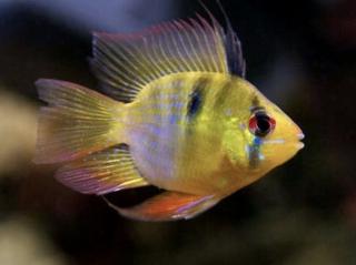 Ramirezka balonova - Papiliochromis ramirezi / balloon