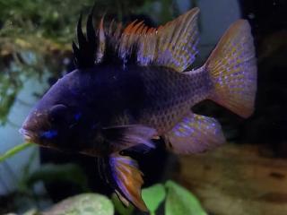 Ramirezka Black - Papiliochromis ramirezi / black