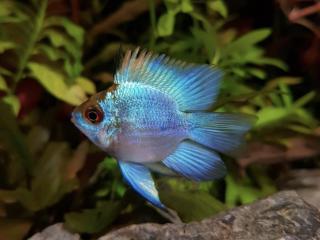 Ramirezka Modrá Balonova - Papiliochromis ramirezi / electric blue balloon