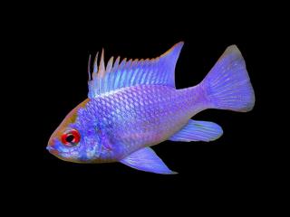 Ramirezka Modrá – Papiliochromis ramirezi / electric blue