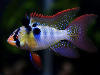 Ramirezka závojová - Papiliochromis ramirezi / long fin
