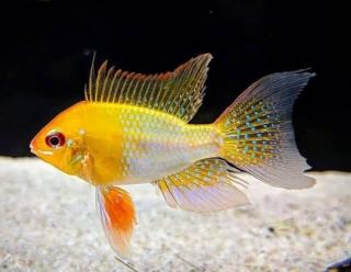 Ramirezka Zlatá – Papiliochromis ramirezi / gold