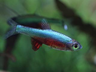 Razbora Axelrodova - Rasbora / axelrodi blue