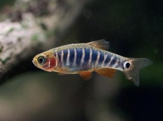 Razbora Barmská - Danio erythromicron
