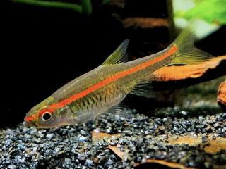 Razbora červenopruhá - Rasbora / pauciperforata
