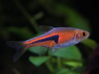 Razbora Espeho - Rasbora espei