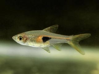 Razbora  Hengeli