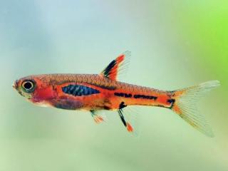 Razbora Kalimantanská – Boraras Merah