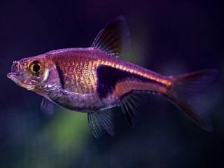 Razbora klinoškvrnná - Rasbora (Trigonostigma) heteromorpha