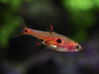 Razbora malá - Boraras maculatus