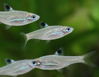 Razbora Okoškvrnná – Rasbora dorsiocellata