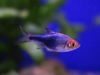 Razbora Purple Harlequin - Rasbora / heteromorpha Purple