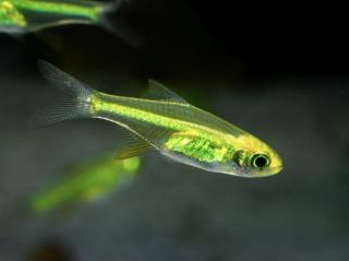 Razbora ranongská - Microdevario kubotai
