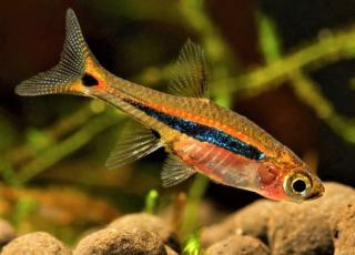 Razbora škvrnochvostová - Boraras urophthalmoides