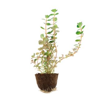 Rotala rotundifolia Tropica - mini košík v samostatnom balení