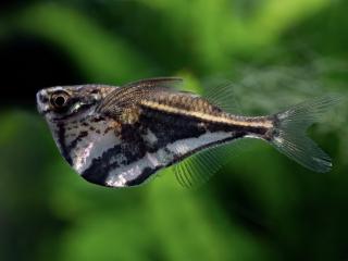 Sekernatka mramorová - Carnegiella / strigata