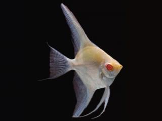 Skalár albín red eye - Pterophyllum scalare /albin red eye