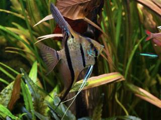 Skalár amazonský Rio Nanay - Pterophyllum scalare Rio Nanay